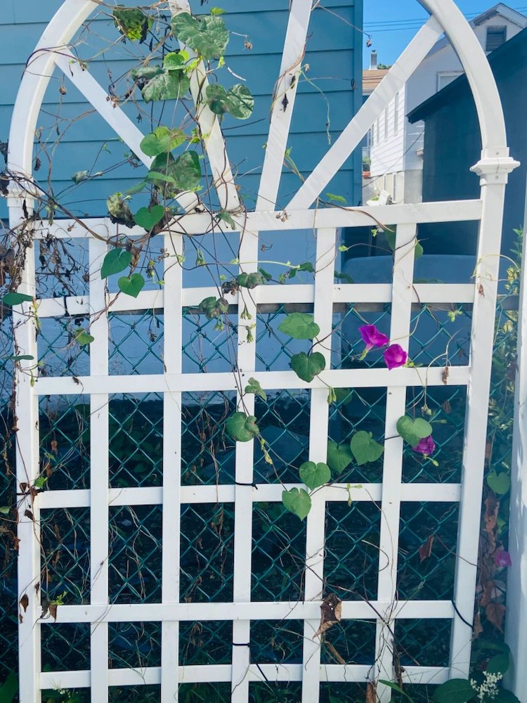 White Arched Garden Trellis