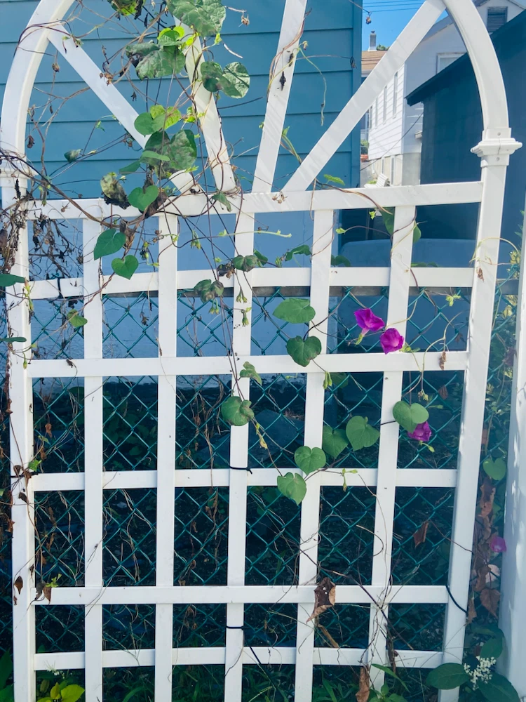 White Arched Garden Trellis - photo 2