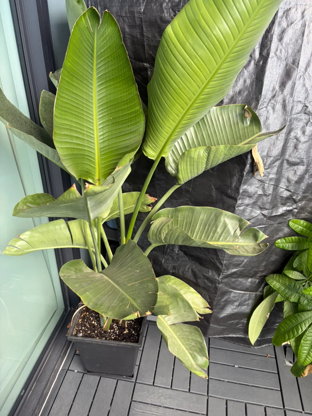 Houseplants - photo 2