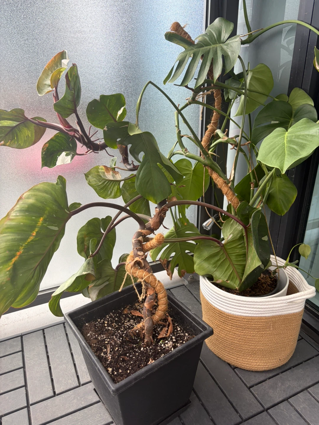 Houseplants - photo 3