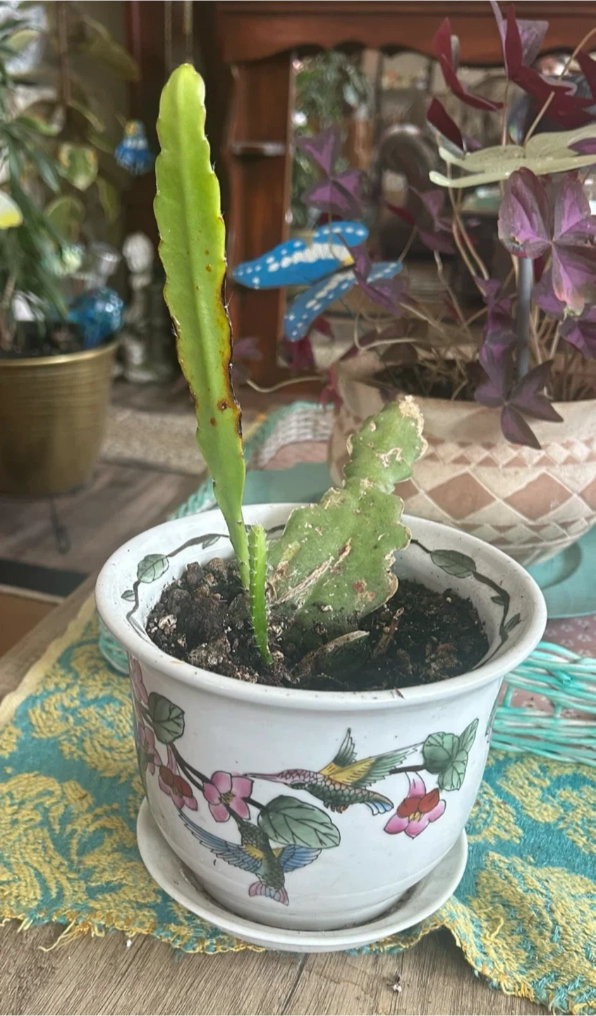 Dragon Fruit Cactus Cutting in Decorative Pot