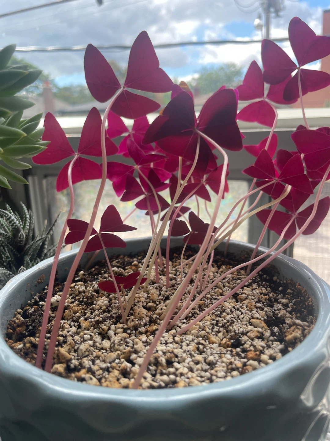 Oxalis Triangularis Purple Shamrock Plant