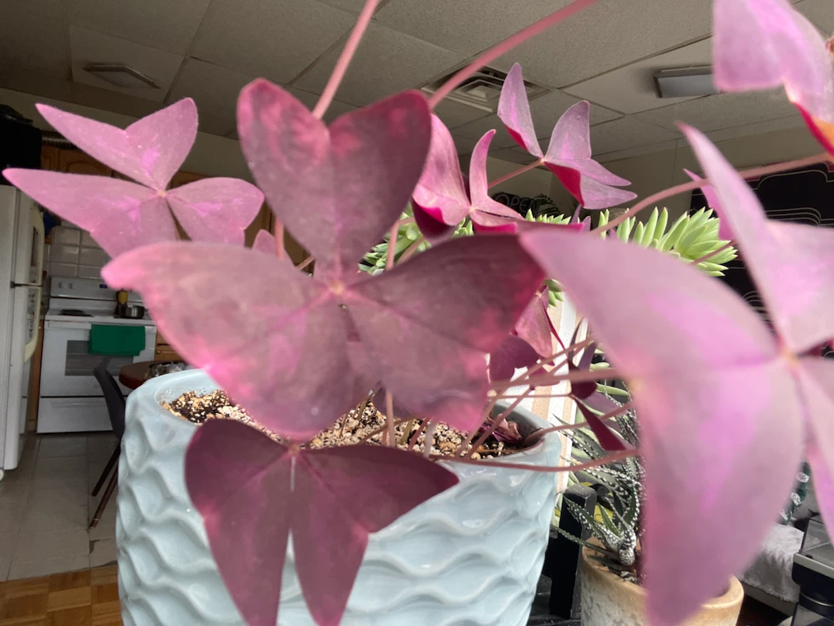 Oxalis Triangularis Purple Shamrock Plant - photo 2