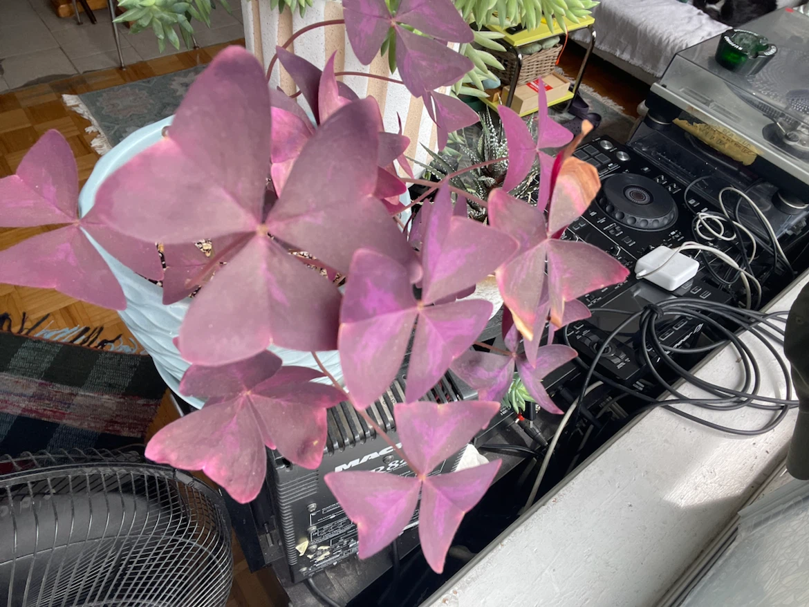 Oxalis Triangularis Purple Shamrock Plant - photo 3