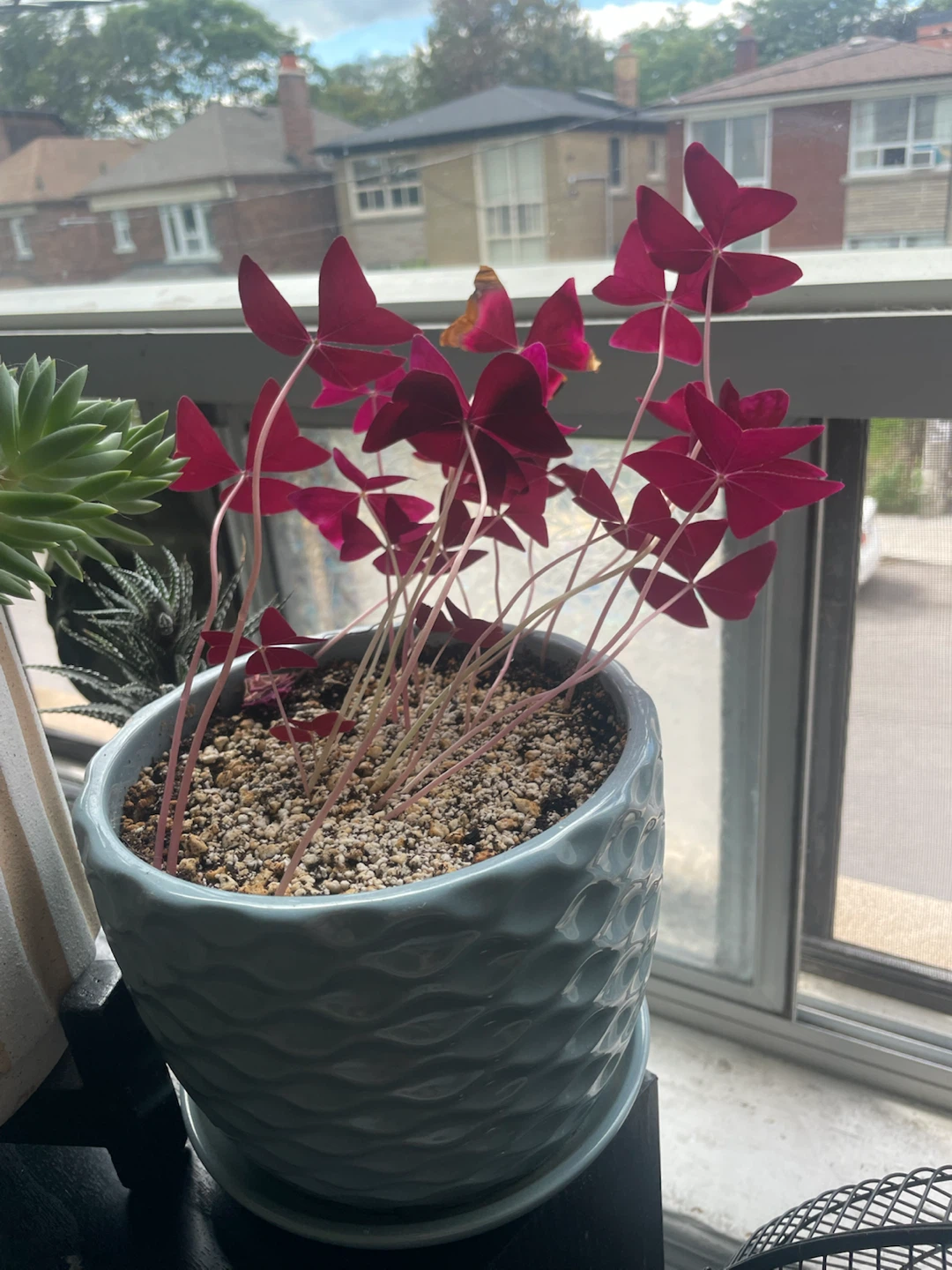 Oxalis Triangularis Purple Shamrock Plant - photo 4