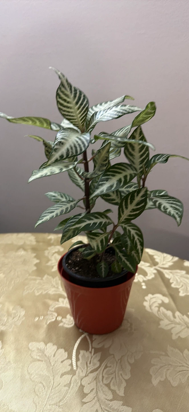 Aphelandra Squarrosa Zebra Plant