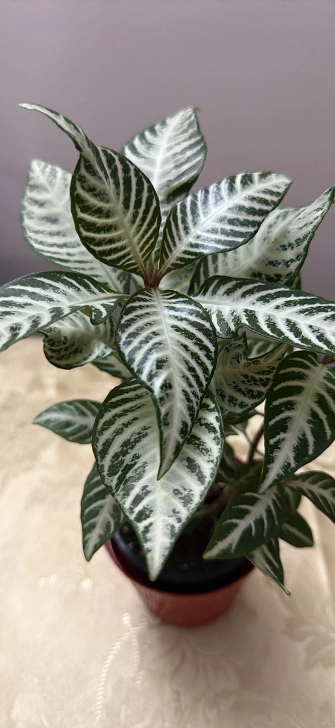 Aphelandra Squarrosa Zebra Plant - photo 2