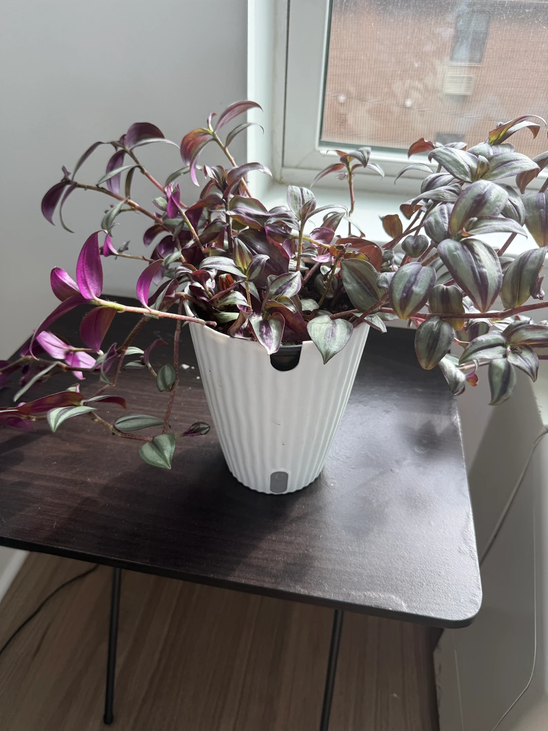 Tradescantia zebrina in white self watering planter