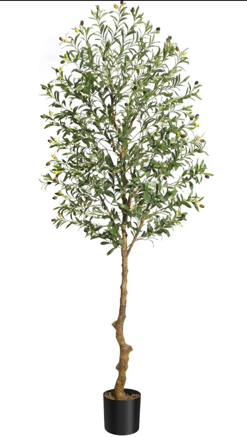 7’ Olive Tree – Thick Trunk