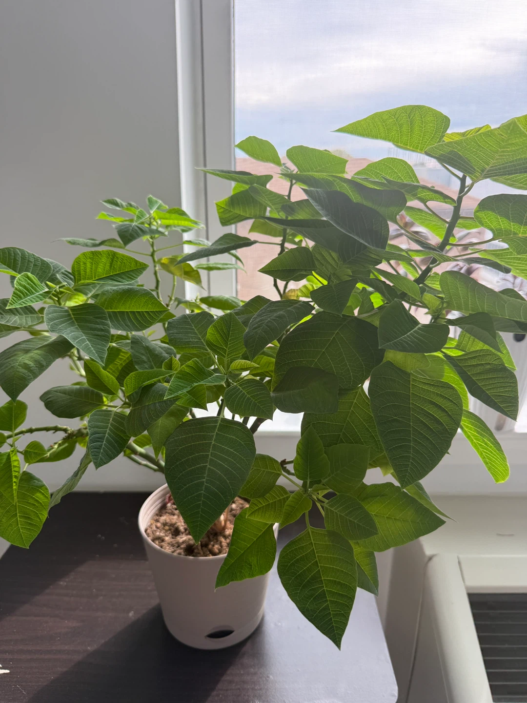 Large Green Poinsettia Houseplant in self watering pot