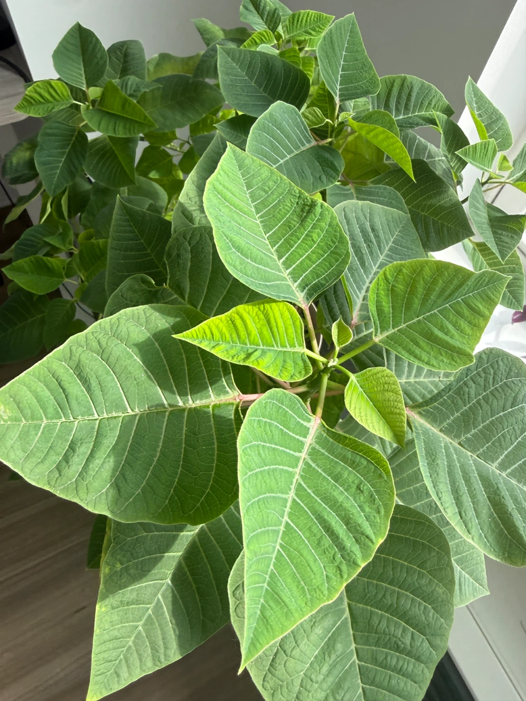 Large Green Poinsettia Houseplant in self watering pot - photo 2