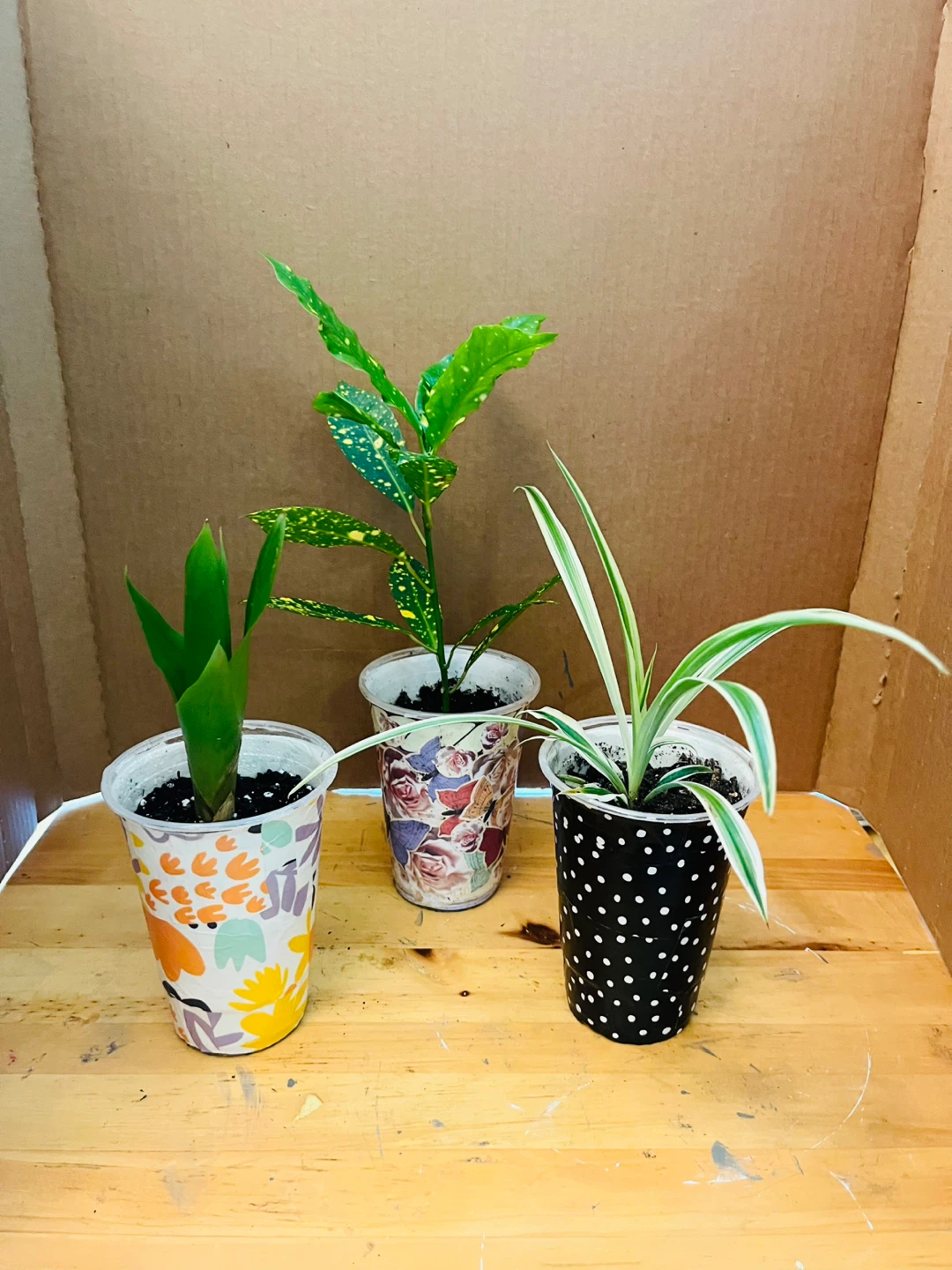 TRIO PLANT SET: Croton, Bromeliad, Spider
