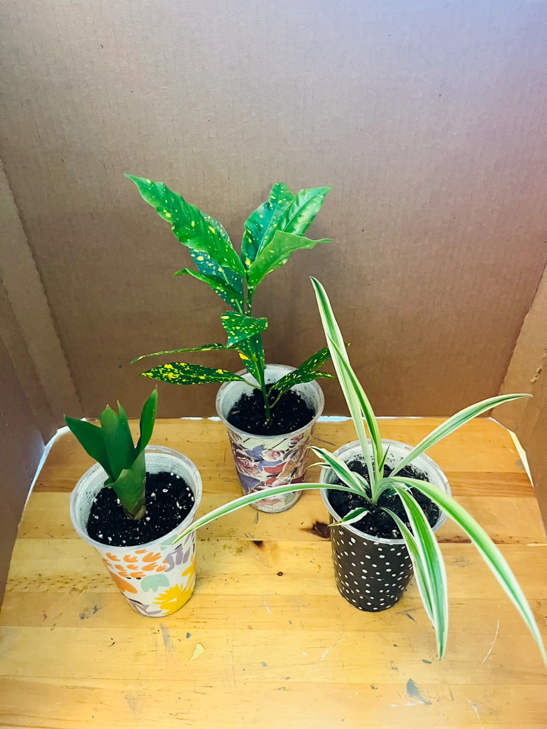 TRIO PLANT SET: Croton, Bromeliad, Spider - photo 2
