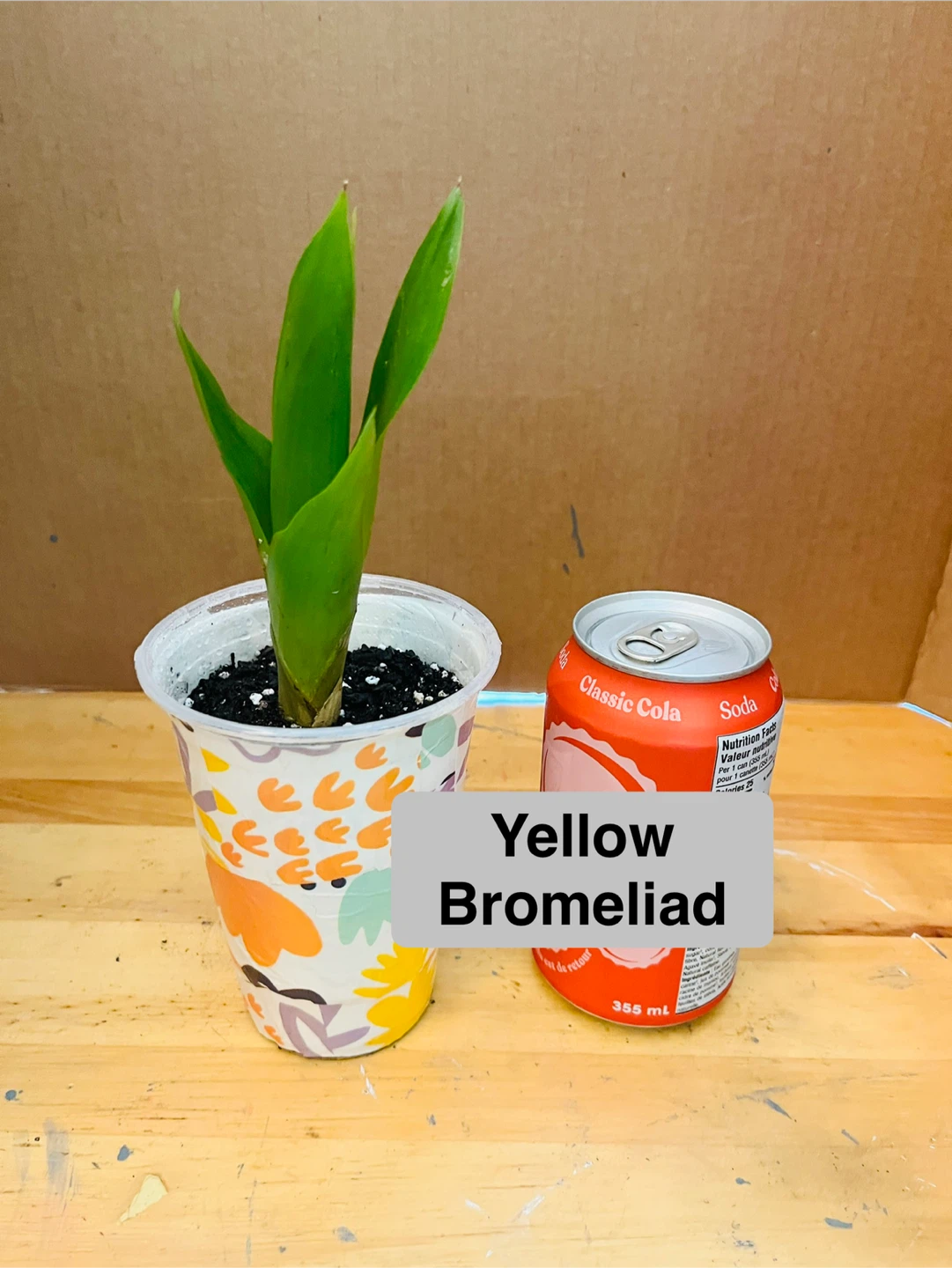 TRIO PLANT SET: Croton, Bromeliad, Spider - photo 3