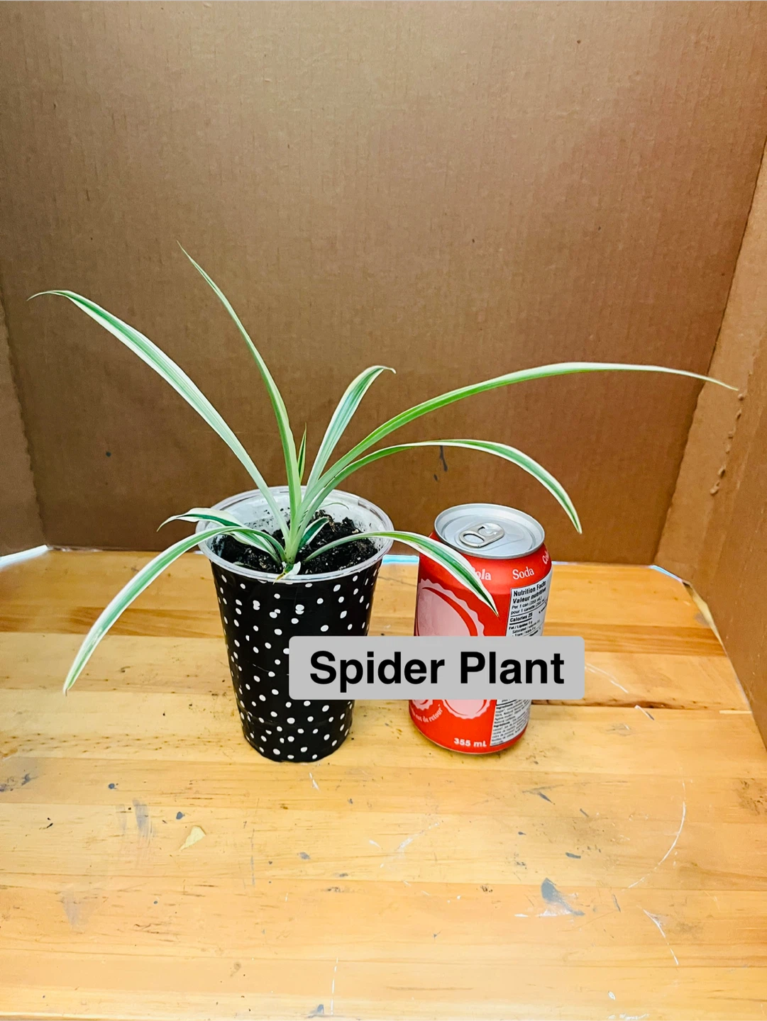 TRIO PLANT SET: Croton, Bromeliad, Spider - photo 4