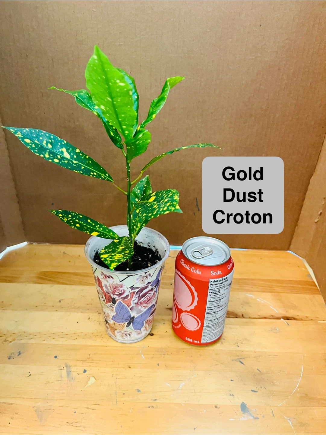 TRIO PLANT SET: Croton, Bromeliad, Spider - photo 5