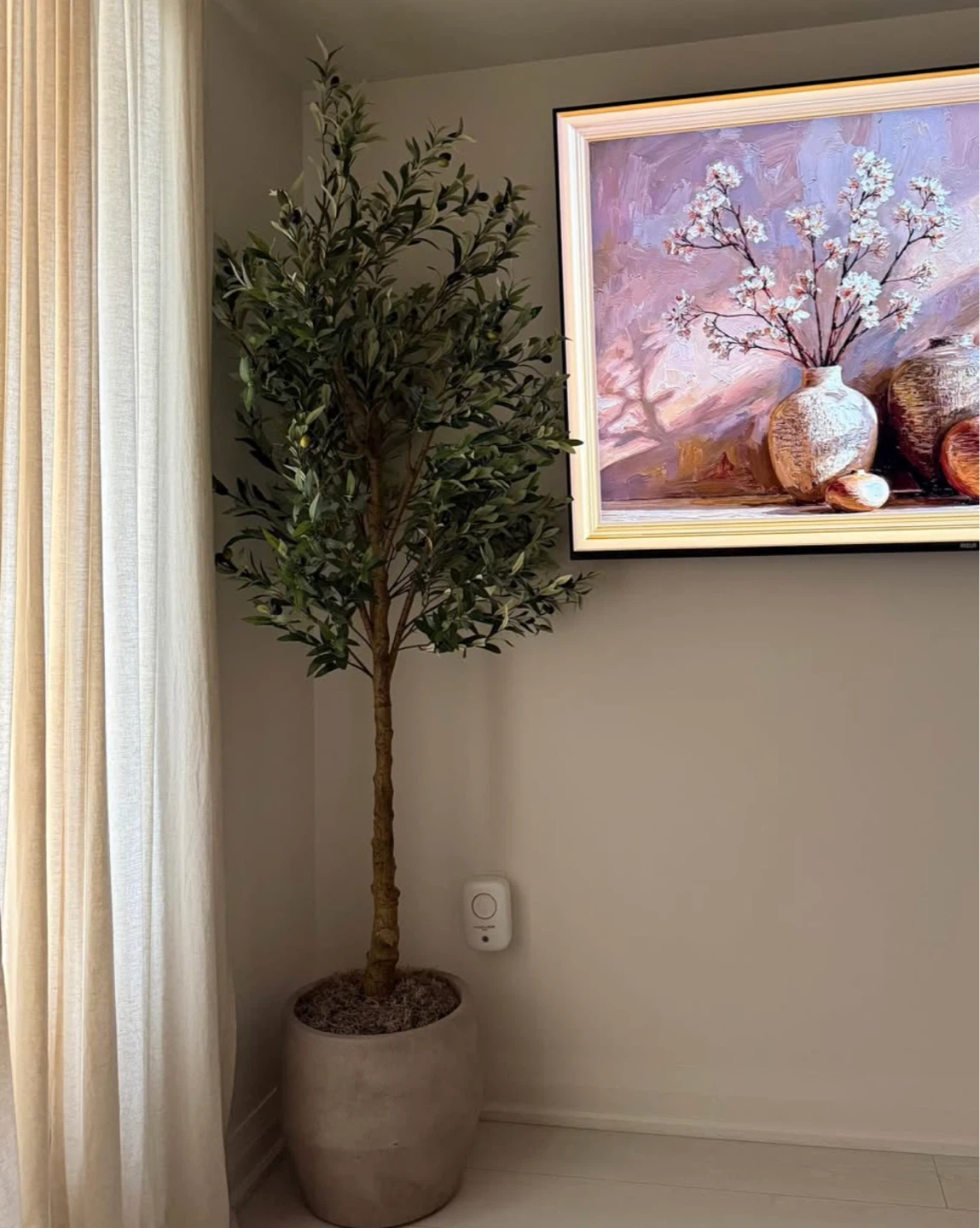 7’ Olive Tree – Thick Trunk - photo 4
