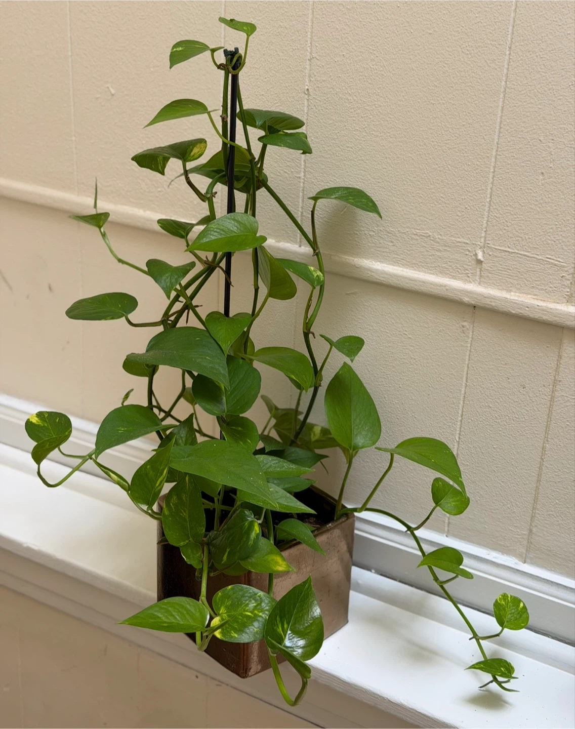 Pothos plant