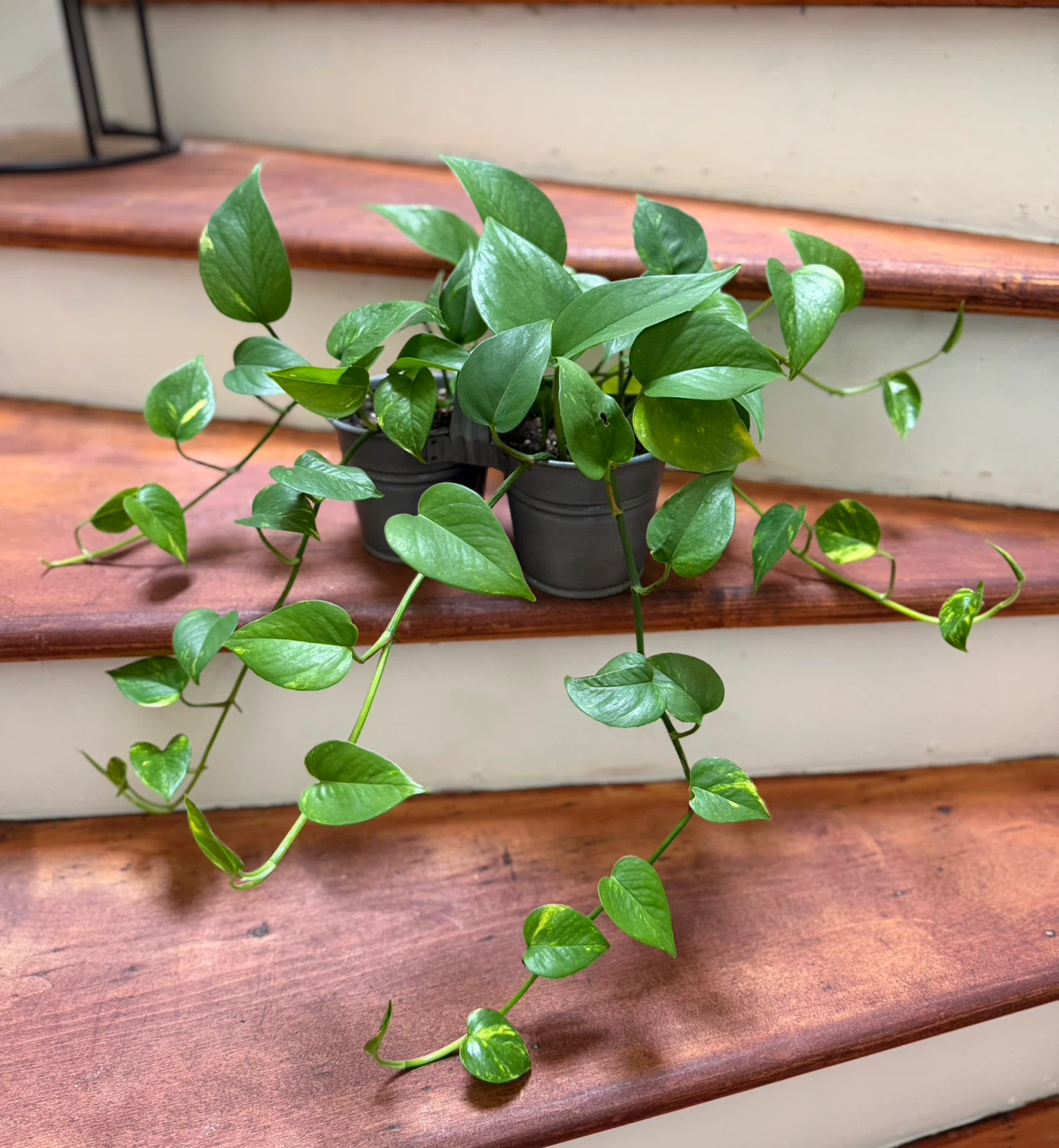 Pothos Plants