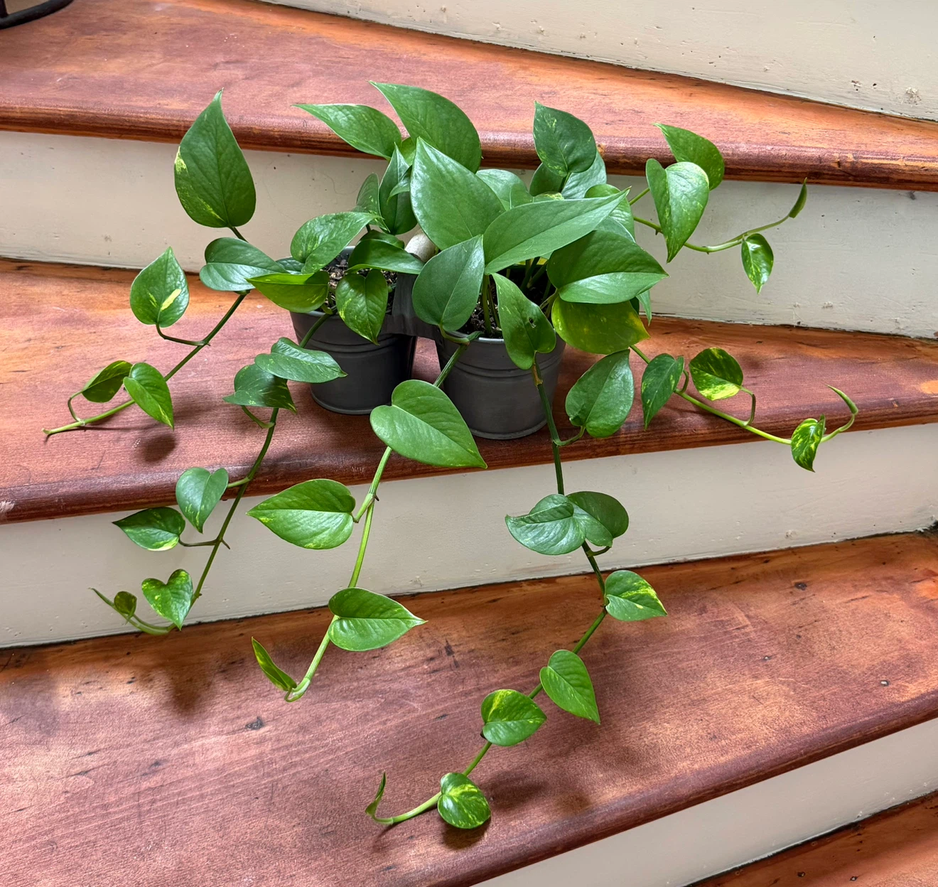 Pothos Plants - photo 2
