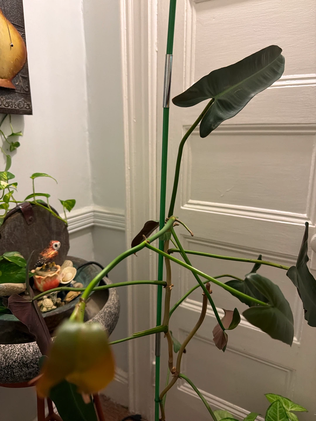 Healthy Philodendron Plant  comes with a plastic white pot