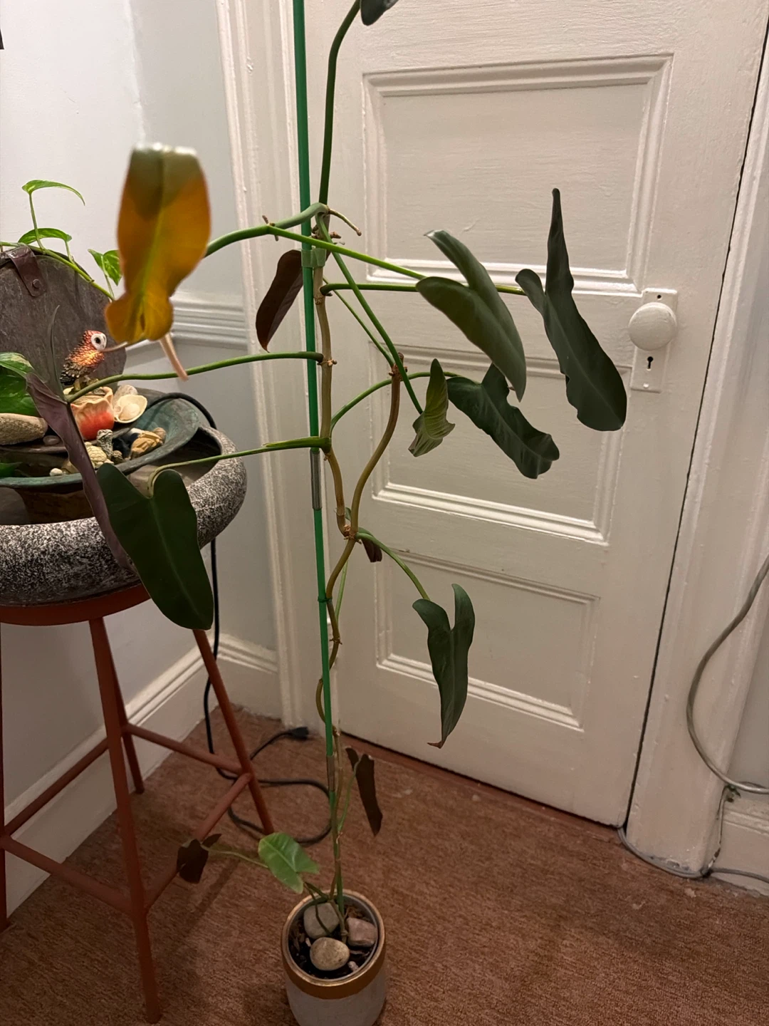 Healthy Philodendron Plant  comes with a plastic white pot - photo 2