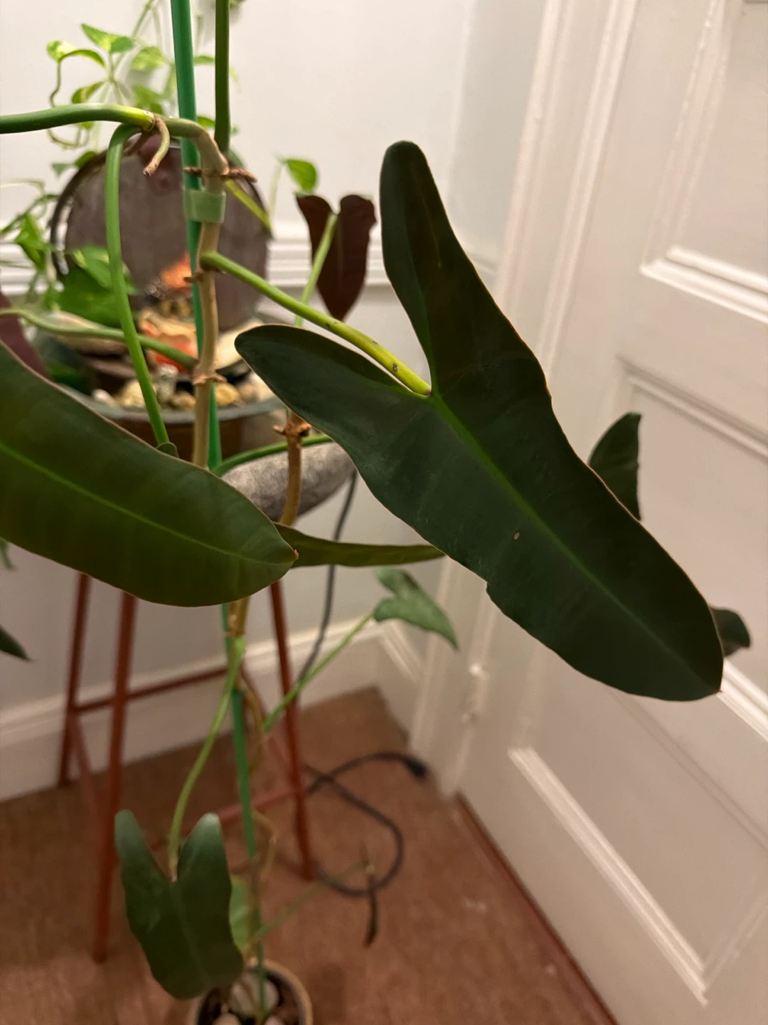 Healthy Philodendron Plant  comes with a plastic white pot - photo 3