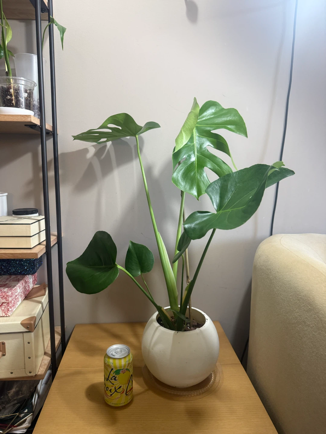 Monstera with ball shape planter