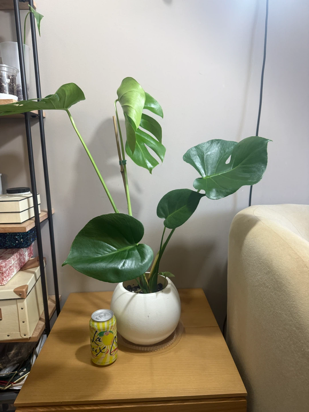 Monstera with ball shape planter - photo 2