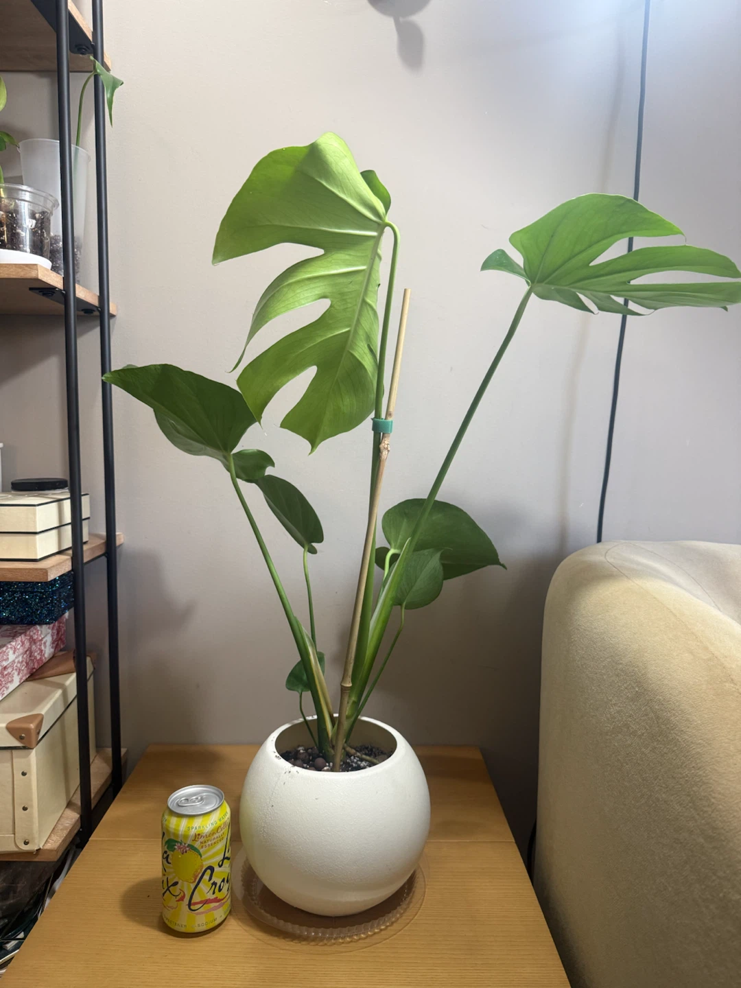 Monstera with ball shape planter - photo 3