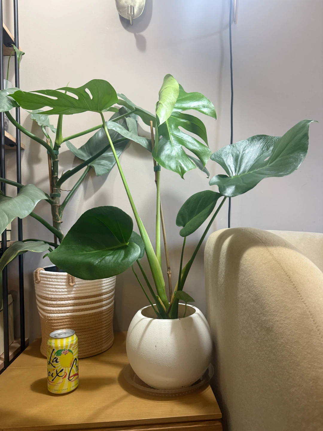 Monstera with ball shape planter - photo 4