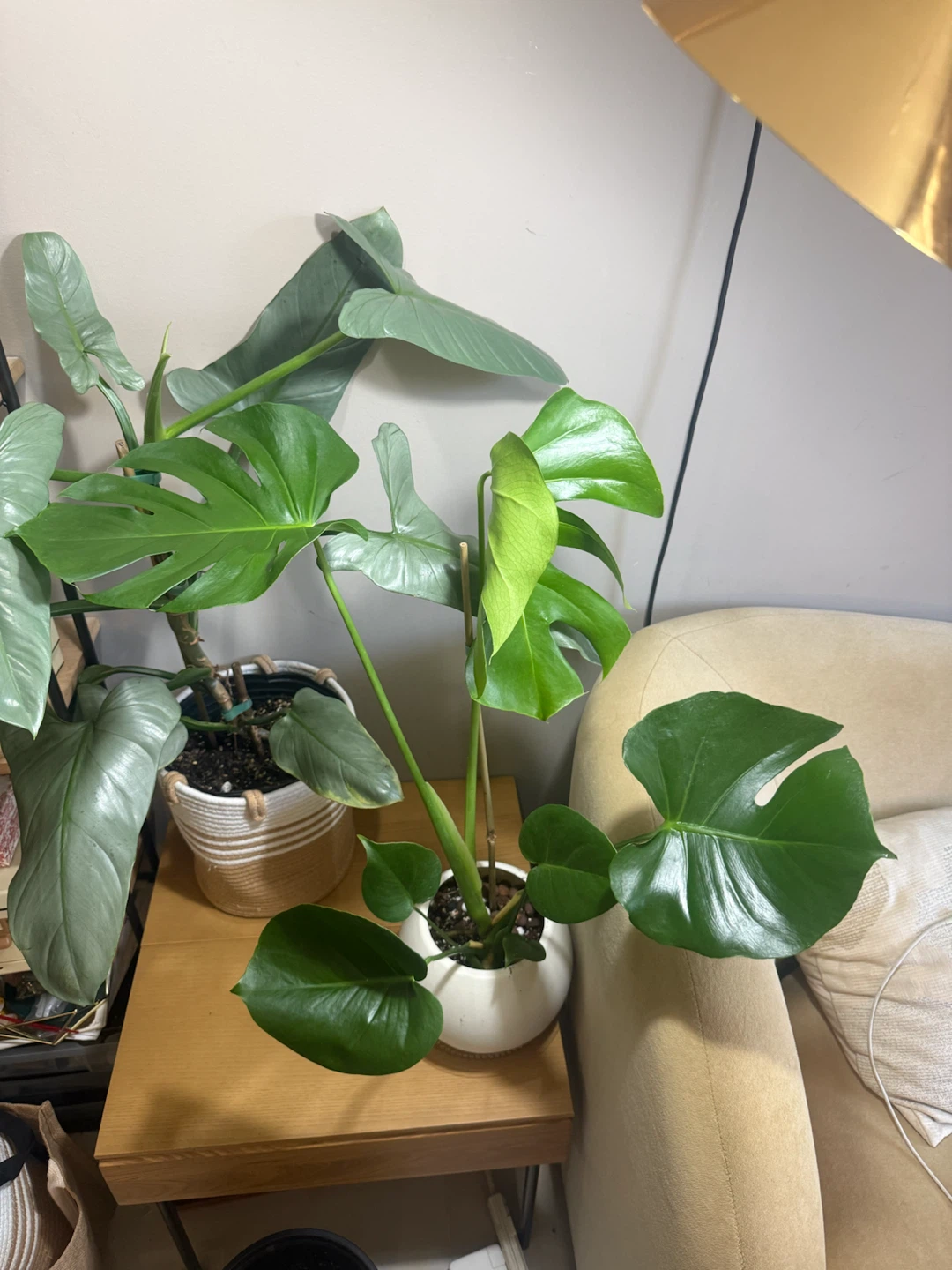 Monstera with ball shape planter - photo 5