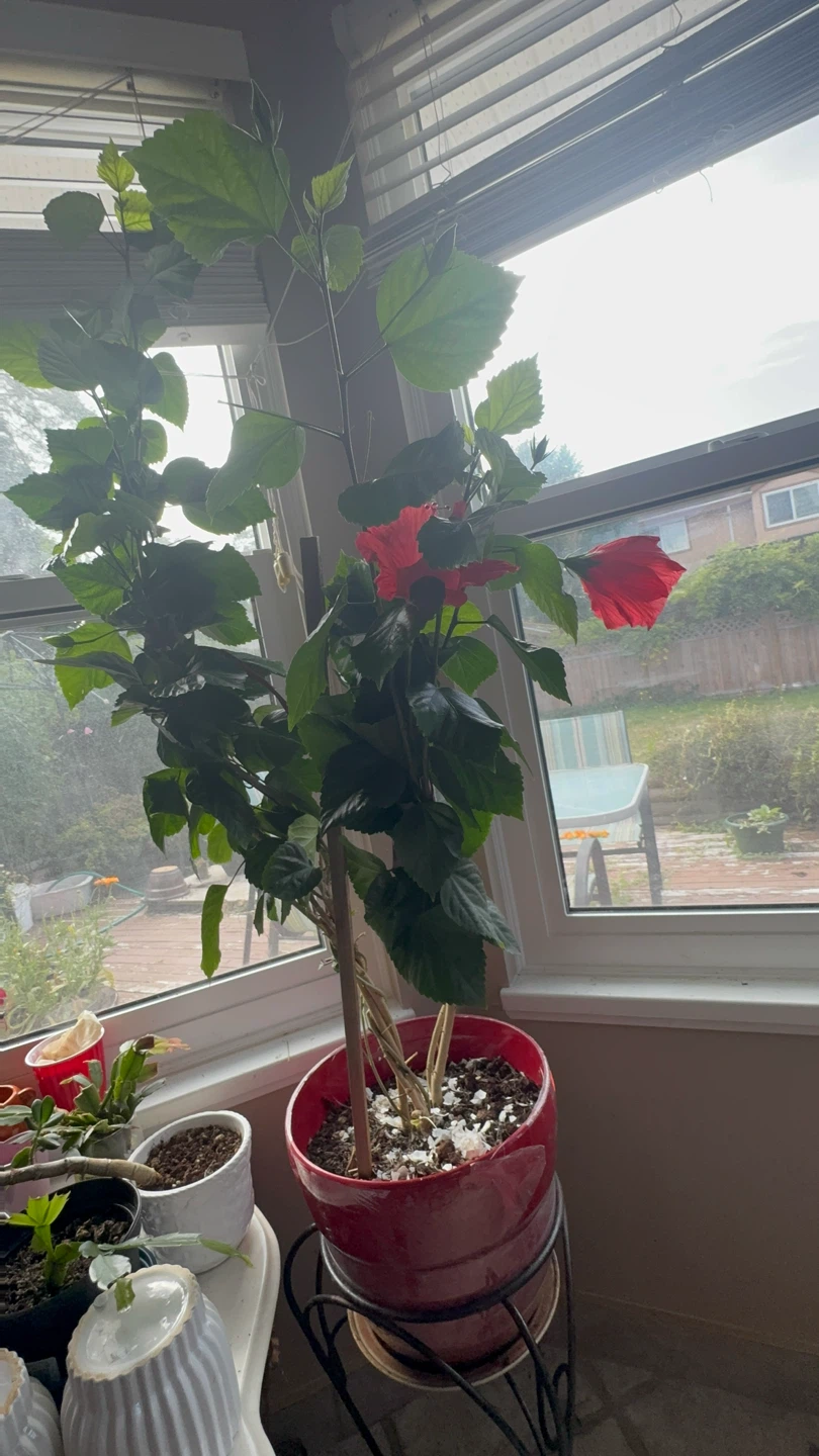 Red Hibiscus Plant