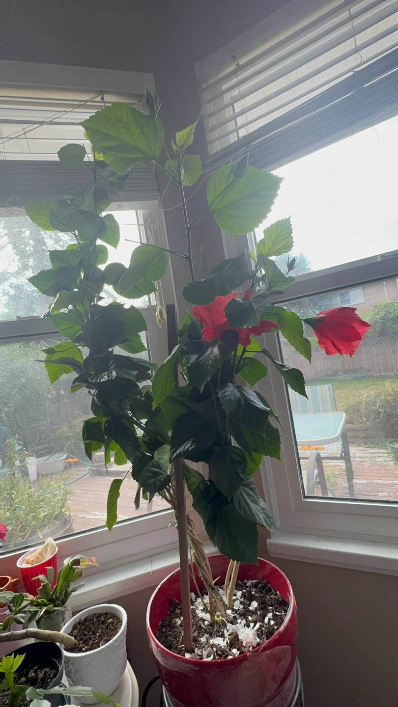Red Hibiscus Plant - photo 2