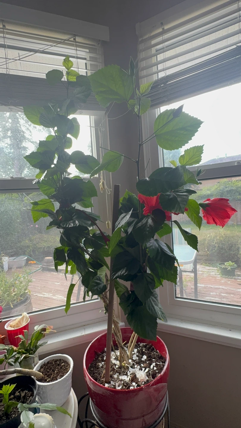 Red Hibiscus Plant - photo 3