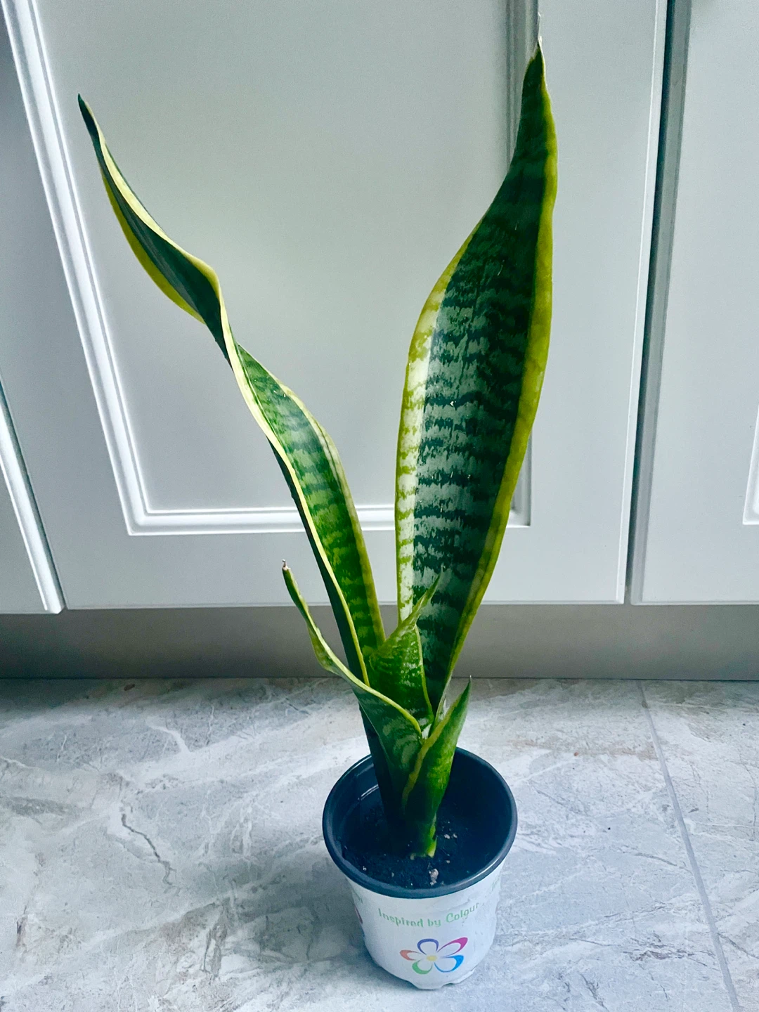 Snake Plant (Sansevieria) 19” tall