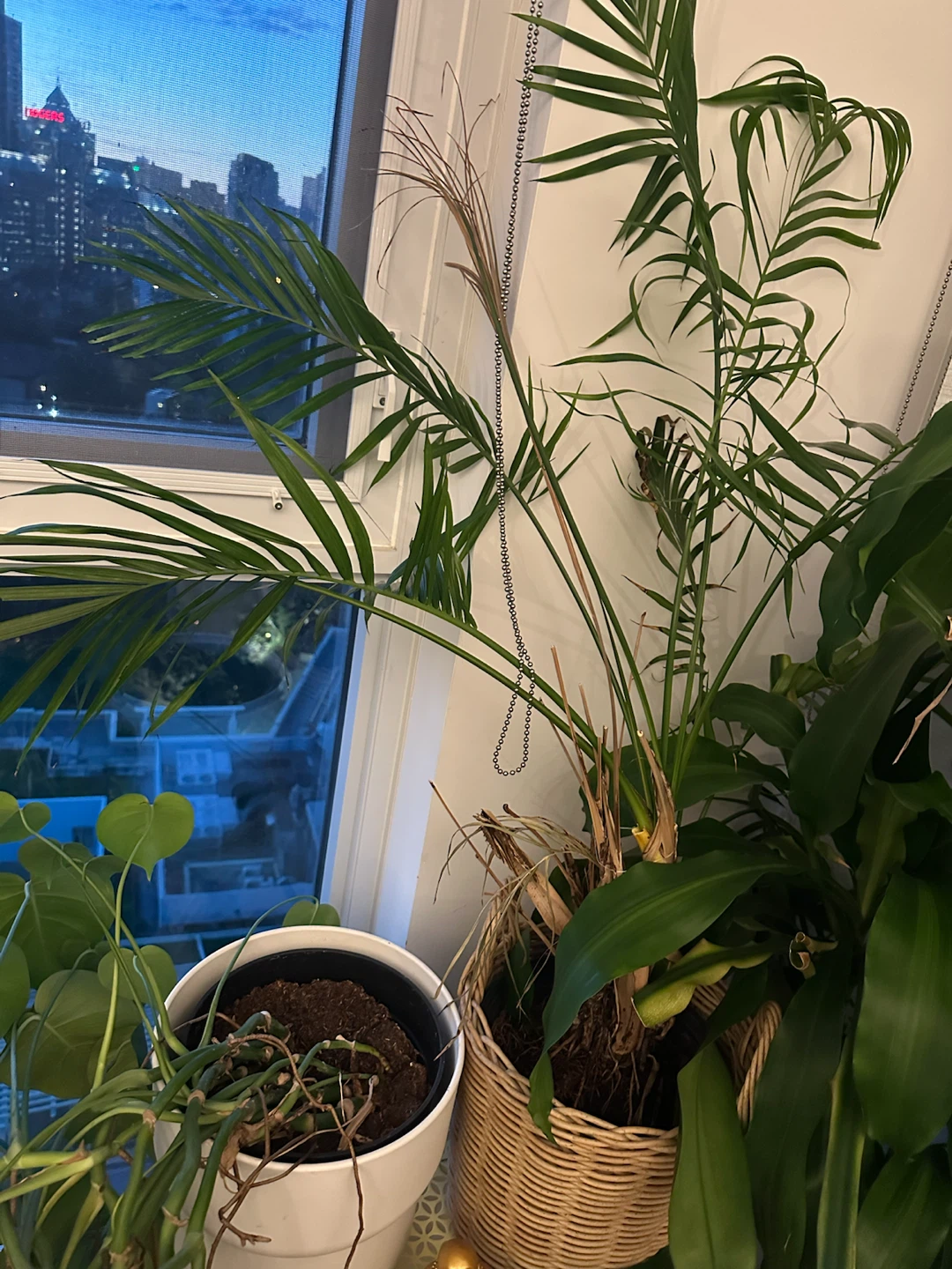 Large Indoor Palm Plant
