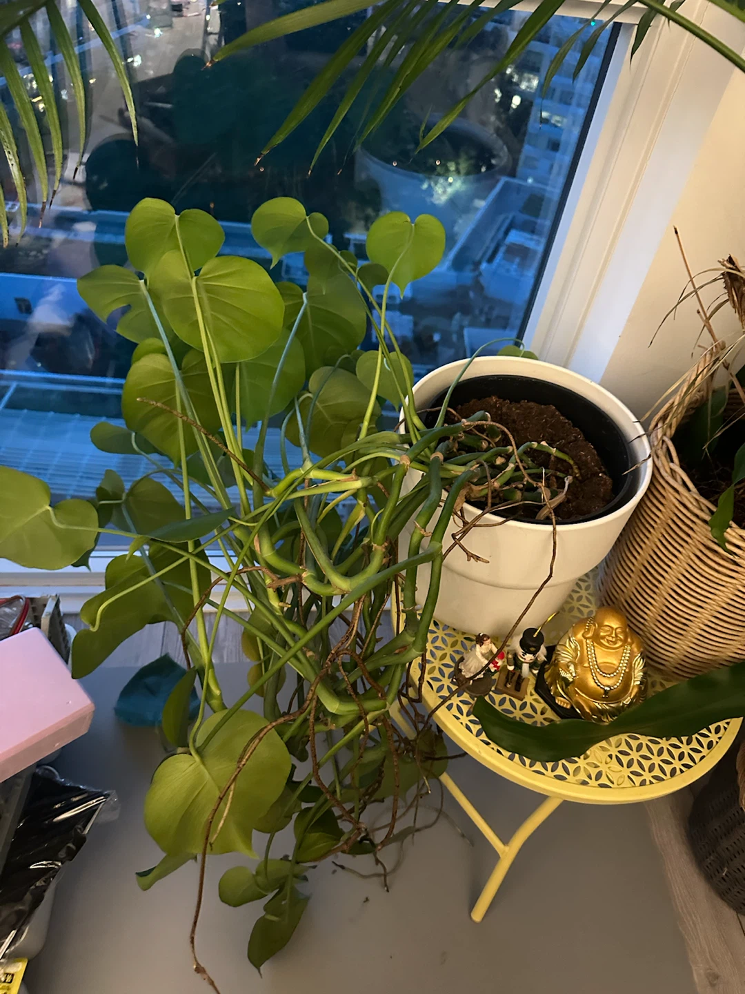 Large Indoor Palm Plant - photo 2