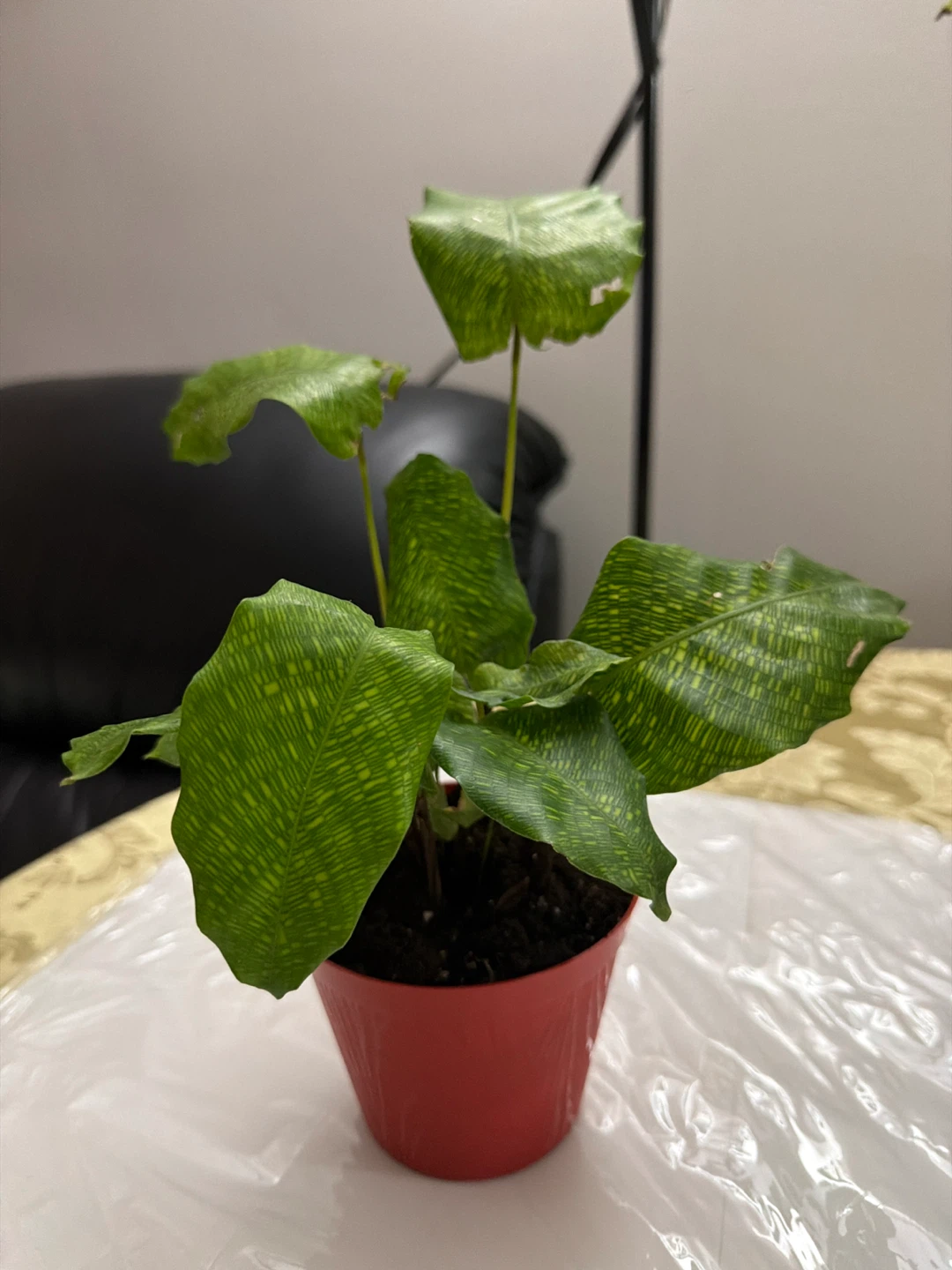 Calathea Musoica Network Plant