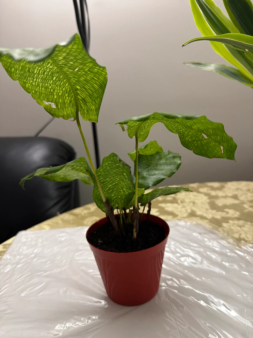 Calathea Musoica Network Plant - photo 2