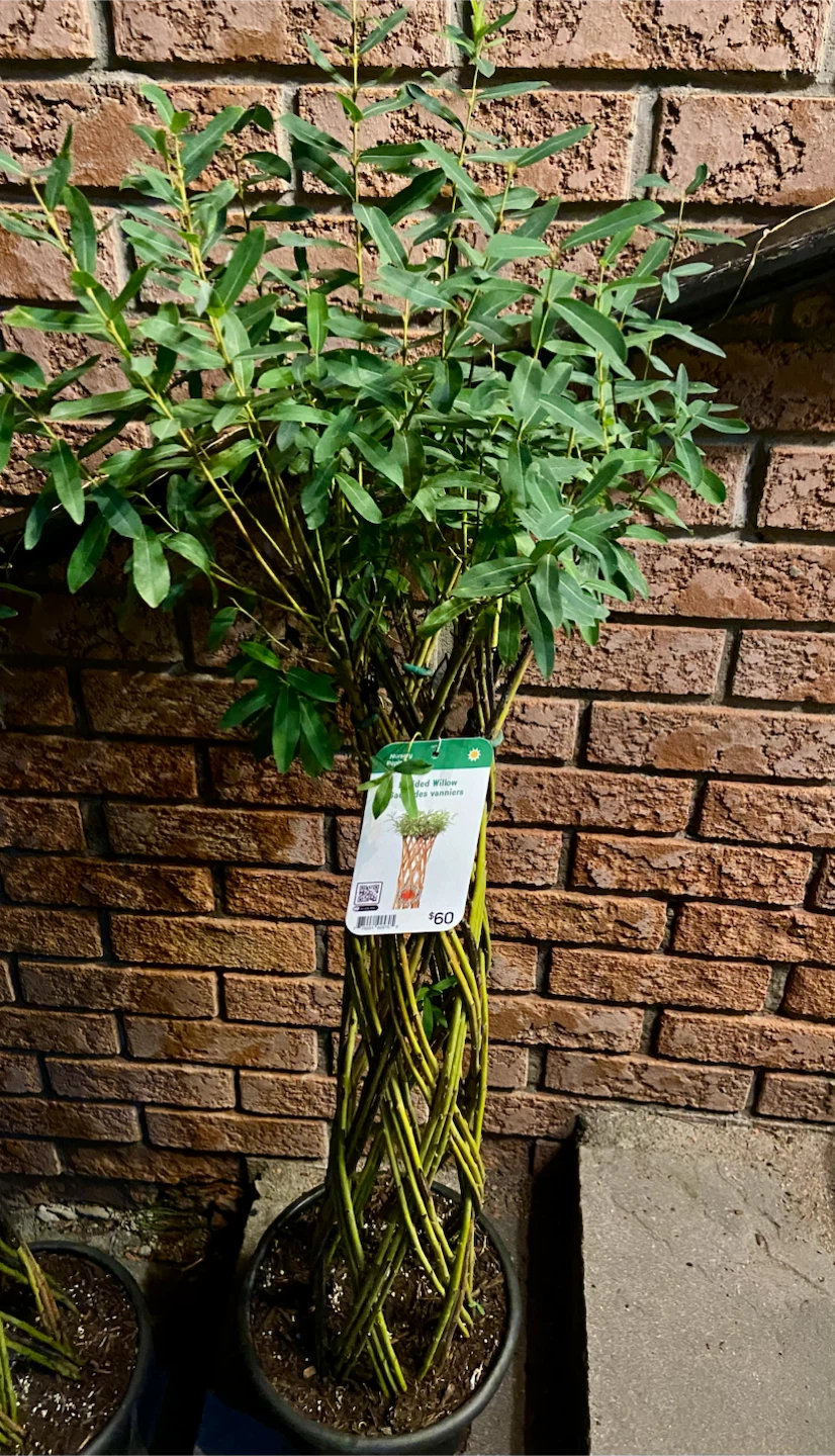 Braided Willow Trees