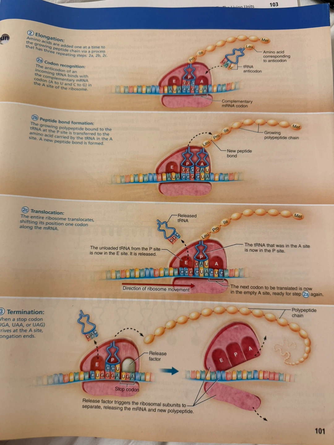 Anatomy & Physiology 6th Ed. Books à la Carte Edition - photo 2