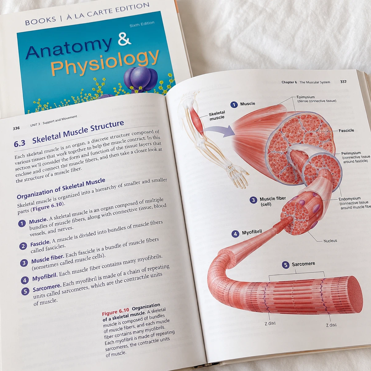Anatomy & Physiology 6th Ed. Books à la Carte Edition - photo 5