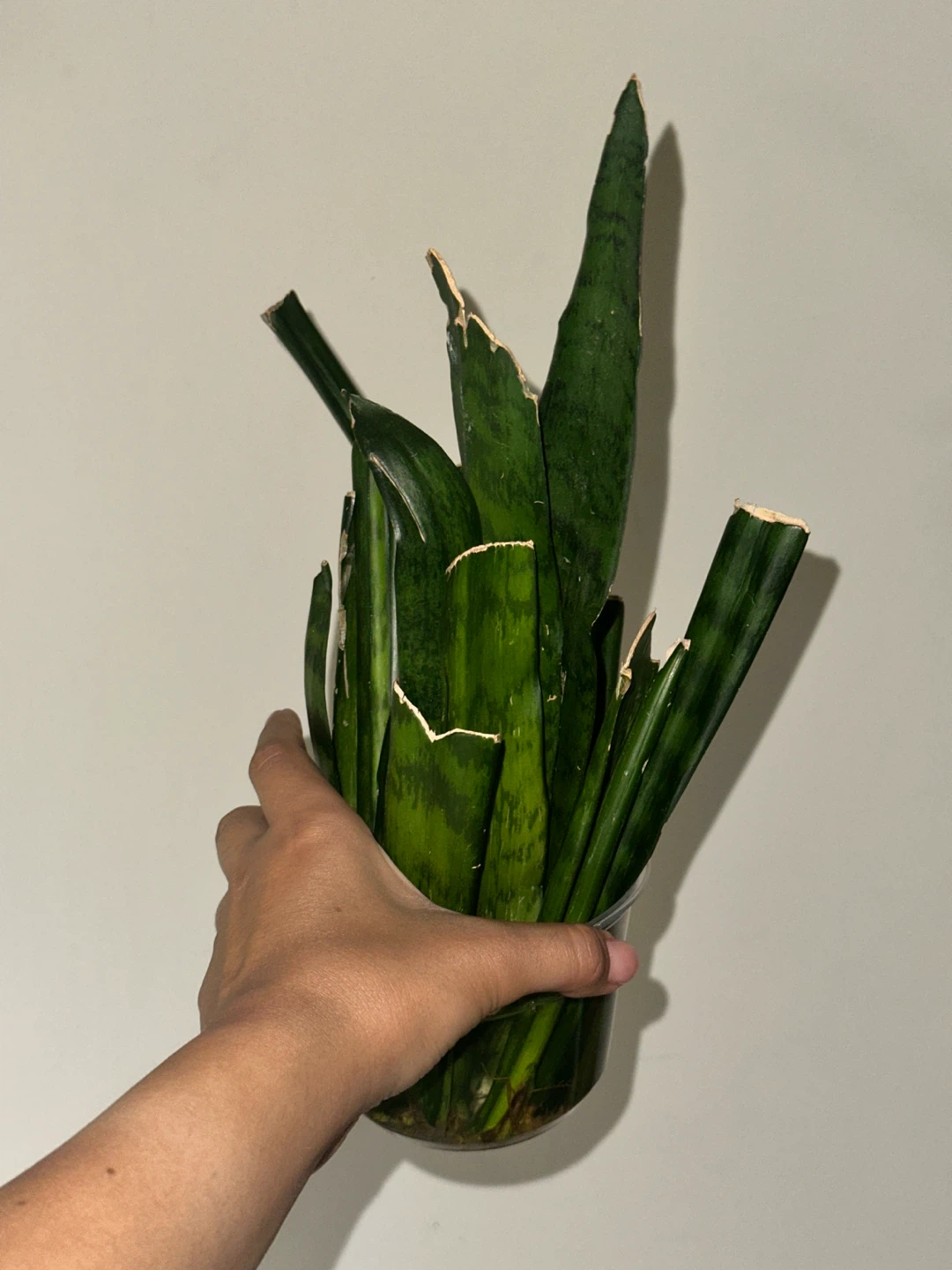 Rooted Snake Plant Cuttings