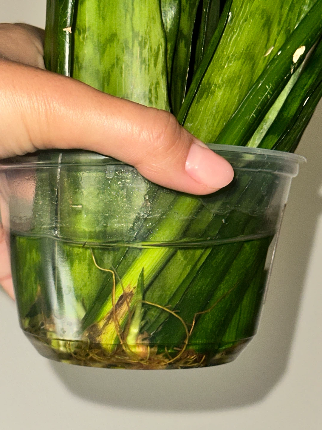 Rooted Snake Plant Cuttings - photo 2