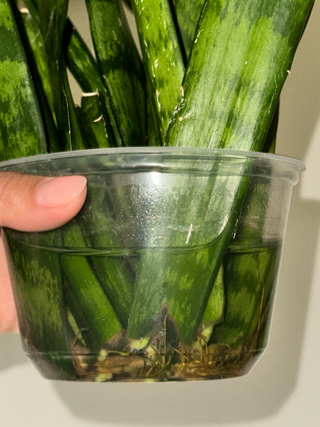 Rooted Snake Plant Cuttings - photo 3
