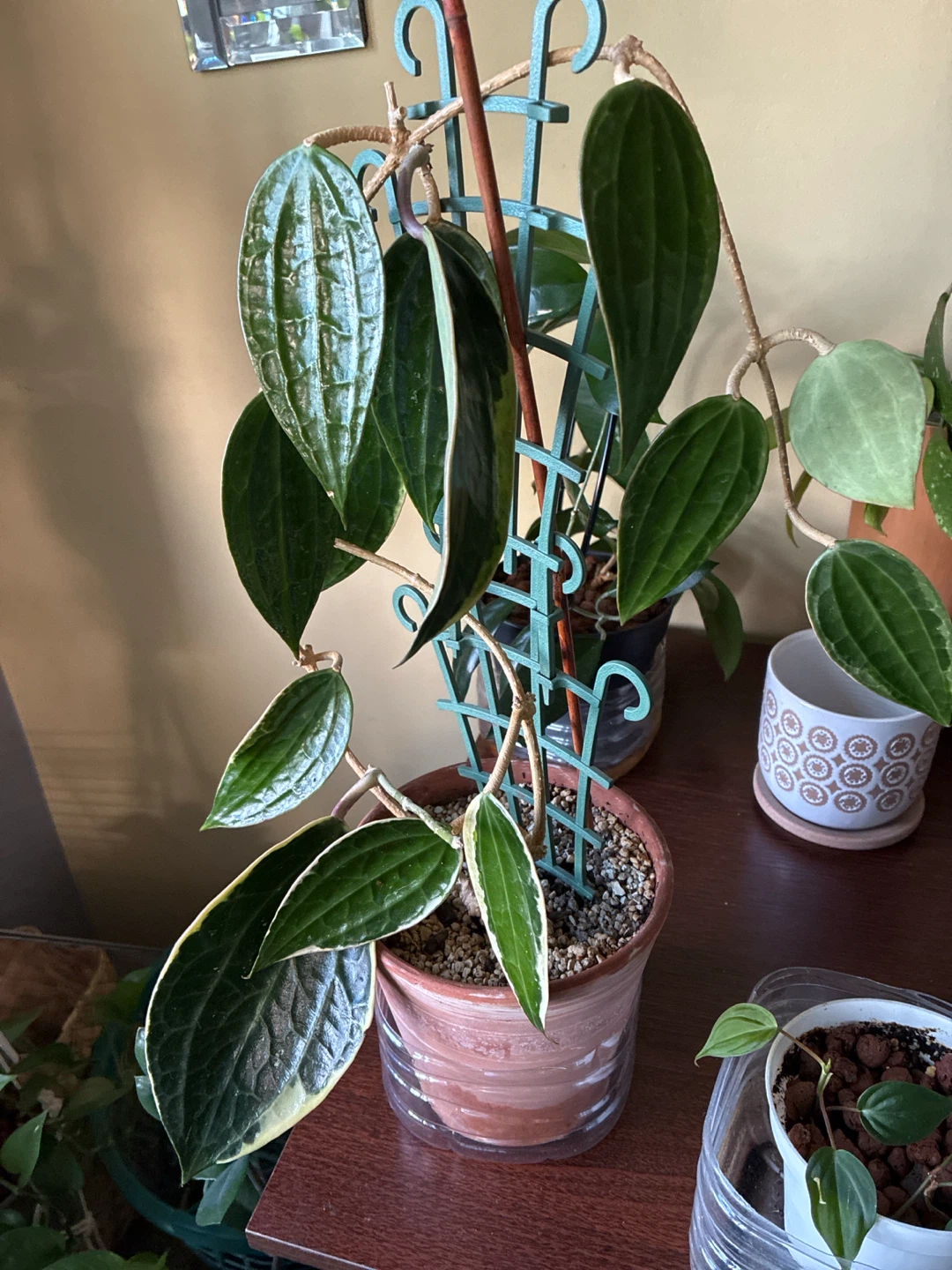 Hoya Macrophylla Albomarginata Plant