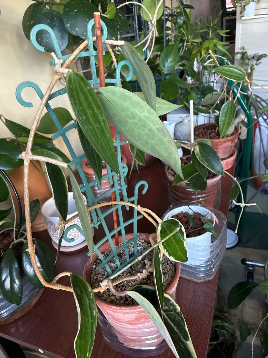 Hoya Macrophylla Albomarginata Plant - photo 3