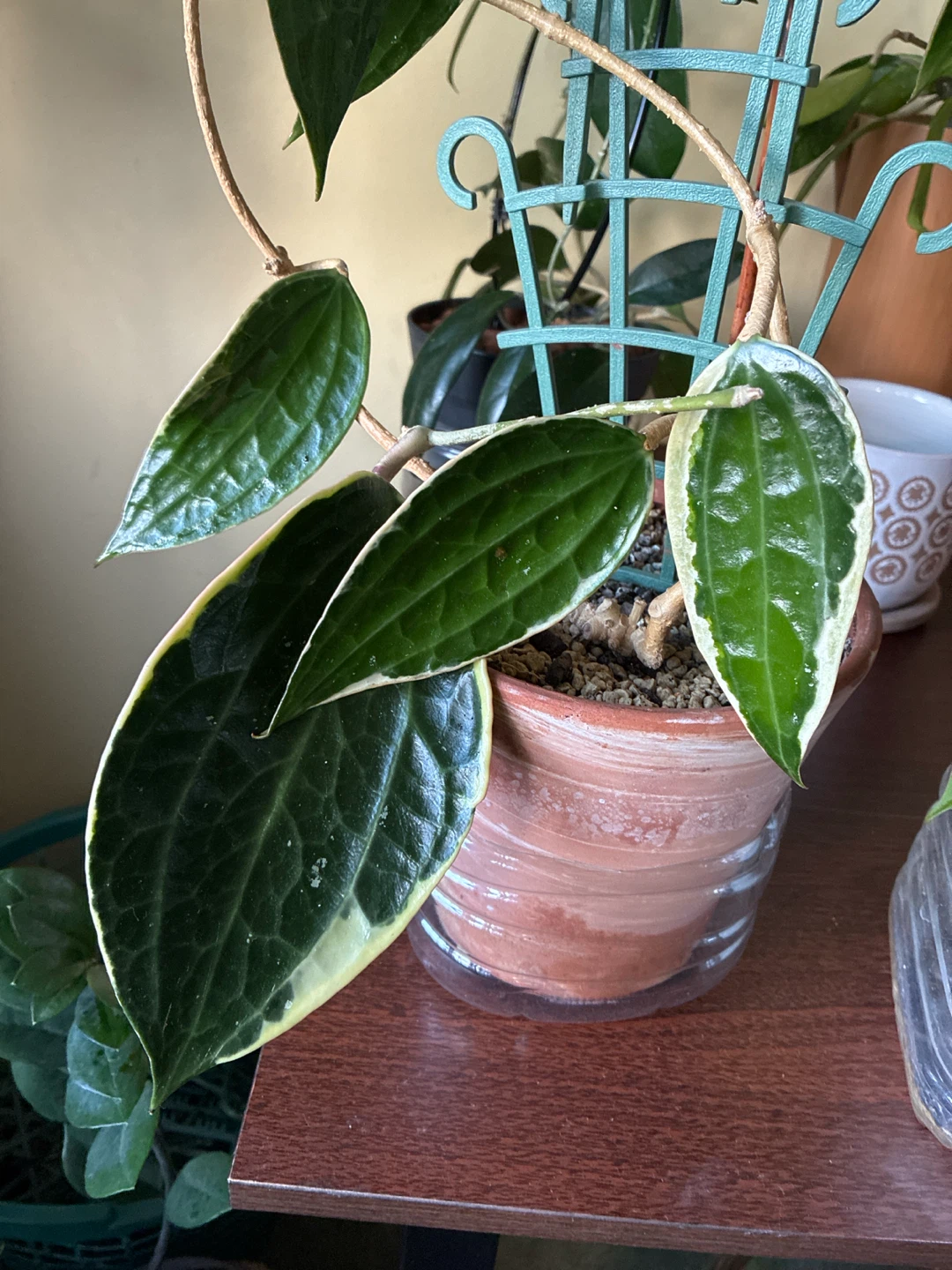 Hoya Macrophylla Albomarginata Plant - photo 5