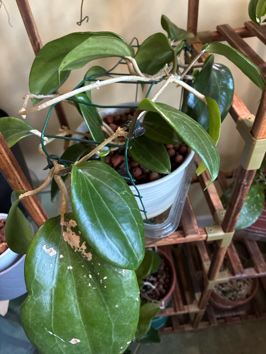 Hoya Quinguenervies Plant - photo 5